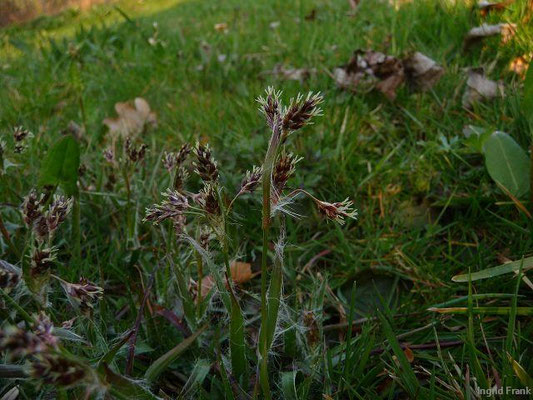Luzula campestris / Gewöhnliche Hainsimse, Hasenbrot    III-IV