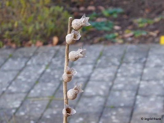 15.01.2020 - Botanischer Garten Universität Heidelberg