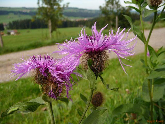 Centaurea pseudophrygia / Perücken-Flockenblume    VIII-IX