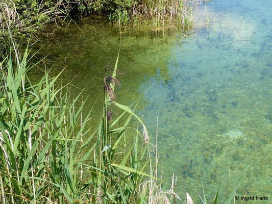 Phragmites ausstralis - Gewöhnliches Schilf