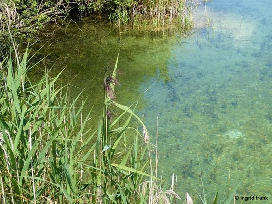 Phragmites ausstralis - Gewöhnliches Schilf