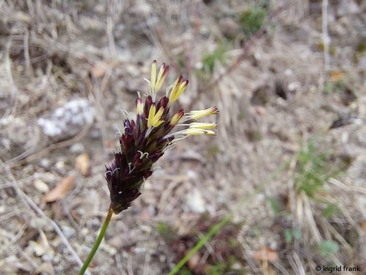 Sesleria spec. (26 Arten)