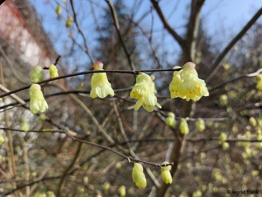 29.02.2024, Garten in Wasserburg am Bodensee: Chimonanthus praecox / Winterblüte, Wintersüß