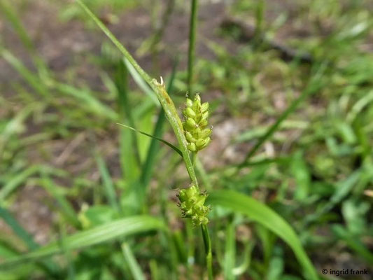 Carex pallescens / Bleiche Segge    (01.06.2019; Lochmoos, Altdorfer Wald)
