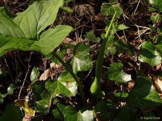 Arum maculatum / Gefleckter Aronstab   (23.04.2015; Wutachschlucht)