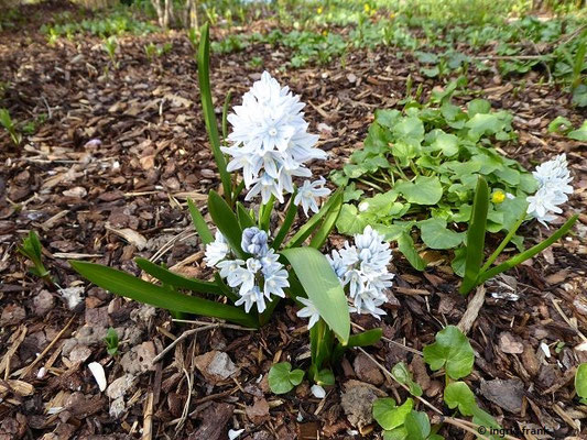 Puschkinia scilloides / Puschkinie, Gewöhnliche Kegelblume