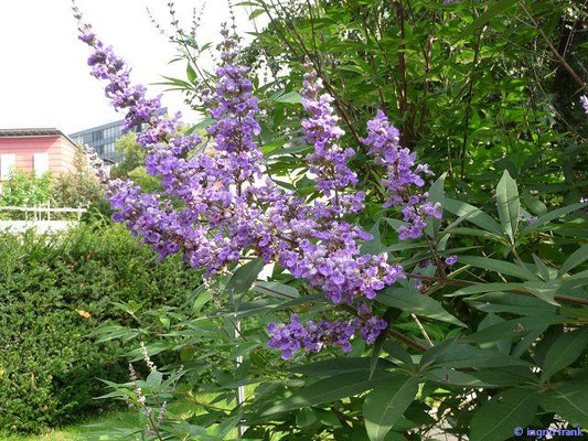Vitex agnus-castus / Keuschlamm (10.09.2010; Apothekengarten Leipzig)