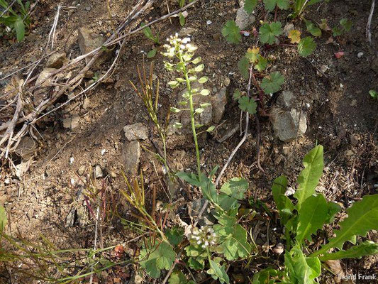 Microthlaspi spec. (4 Arten)