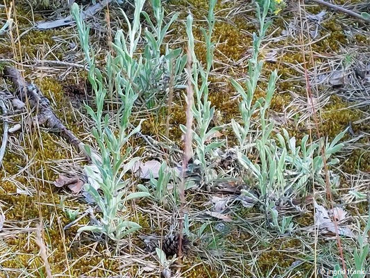 Helichrysum arenarium / Sand-Strohblume  (24.06.2024; NSG Sandauser Düne, Pferdstrieb)