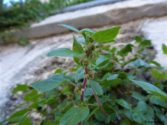 Parietaria judaica / Ausgebreitetes Glaskraut    (29.04.2019; Italien, Toskana bei Rosignano Marittimo)