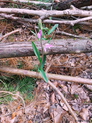 Cephalanthera rubra / Rotes Waldvögelein  (08.06.2024; NSG Annaberg, Baindt)