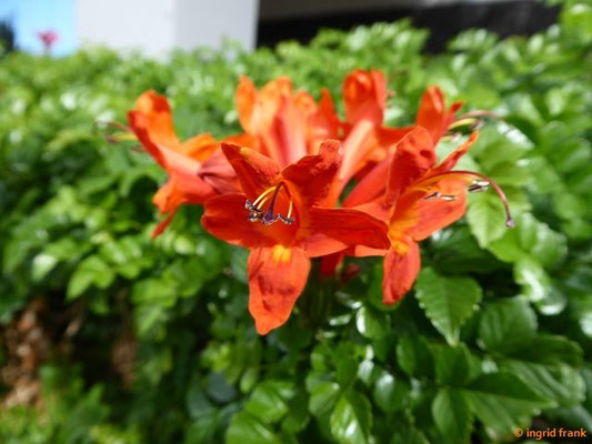 Tecomaria capensis / Kap-Bignonie