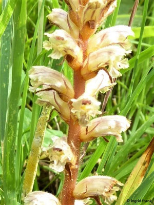 Orobranche minor / Kleine Sommerwurz, Kleeteufel    VI