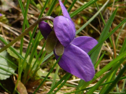 Viola odorata / Wohlriechendes Veilchen
