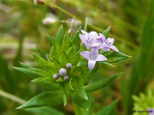 Sherardia arvensis / Ackerröte