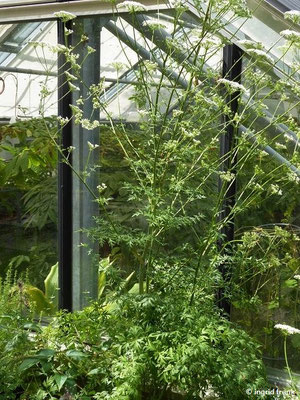 Peucedanum venetum / Venezianischer Haarstrang (30.07.2022; Botanischer Garten der Universität Basel)