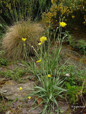 Ranunculus gramineus / Grasblättriger Hahne nfuß (30.04.2014; Botanischer Garten Berlin)