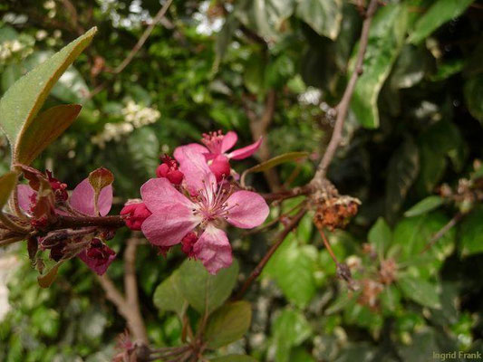 Prunus armeniaca / Aprikose