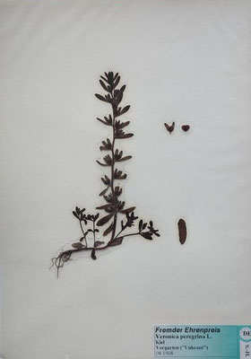 Veronica peregrina / Fremder Ehrenpreis     V-VI     (Herbarium Dr. Wolf von Thun)
