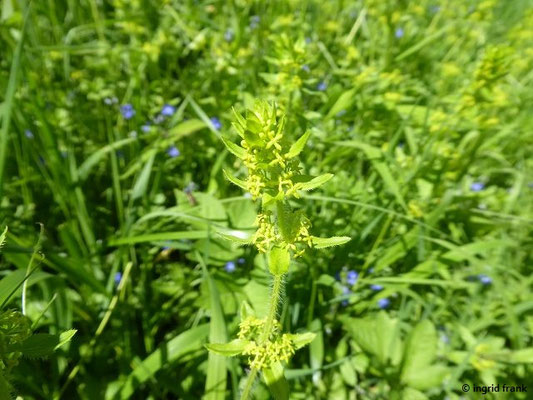 Cruciata laevipes / Gewimpertes Kreuzlabkraut