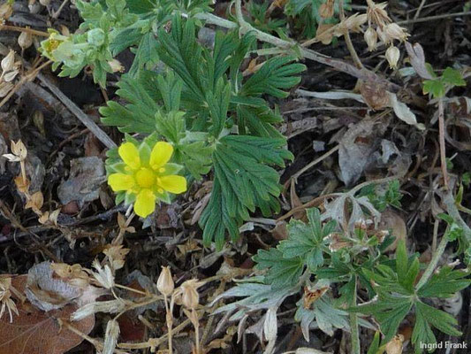 Potentilla argentea - Silber-Fingerkraut    VI-X