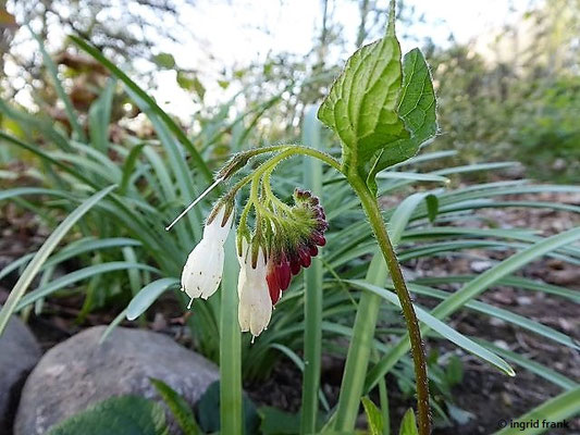 Symphytum grandiflorum / Großblütiger Beinwell (15.04.2019; Kurpark Bad Krozingen)