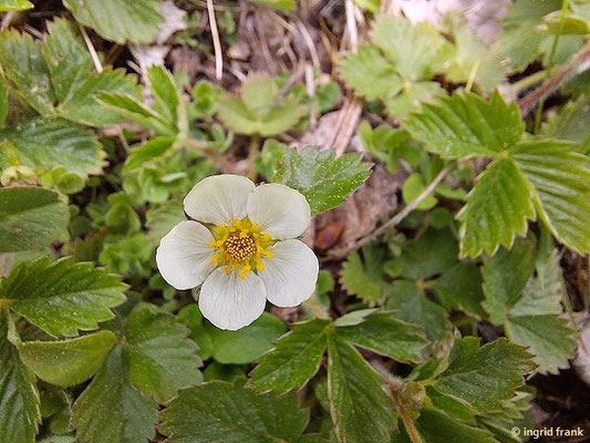 Fragaria vesca / Wald-Erdbeere