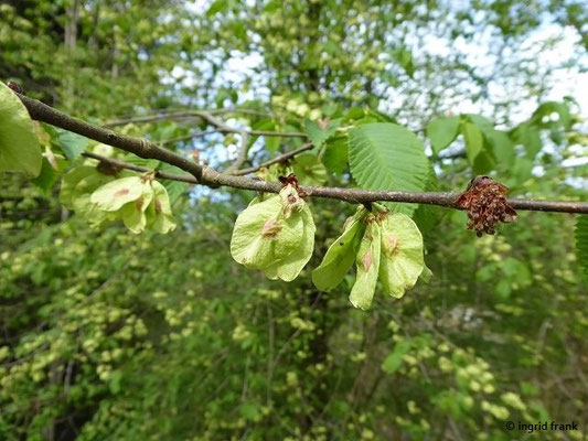Ulmus spec. (25-30 Arten)