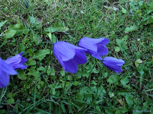 Campanula scheuchzeri / Scheuchzers Glockenblume