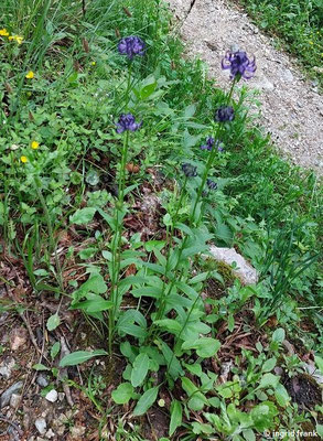 15.05.2026; Trentino, Valsugana