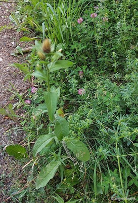 Centaurea pseudophrygia / Perücken-Flockenblume   (28.06.2024; Steiermark, Ramsau)