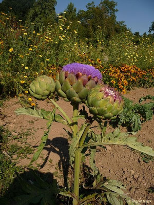 Cynara cardunculus - Echte  Artischocke