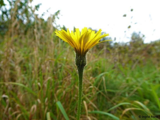 Leontodon hispidus / Steifhaariger Löwenzahn, Wiesen-Löwenzahn    VI-X