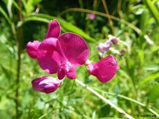 Lathyrus tuberosus - Knollen-Platterbse, Erdnuss-Platterbse