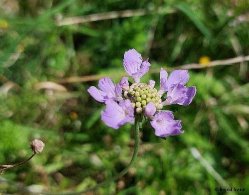 Scabiosa columbaria / Tauben-Skabiose   (17.08.2023; Ruine Schauenburg bei Dossenheim)