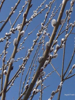 Salix spec. (350-400 Arten)