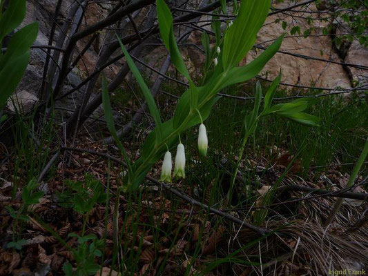 Polygonatum odoratum / Duftende Weißwurz, Salomonssiegel    (09.05.2010; Truden, Südtirol)