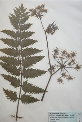 Berula erecta / Berle  (07/2004; Heimbach, Schwarzwaldvorberge)  (Herbarium Dr. Wolf von Thun)
