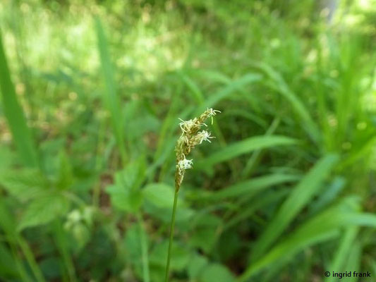 Carex brizoides / Zittergras-Segge    (01.06.2019; Lochmoos, Altdorfer Wald)