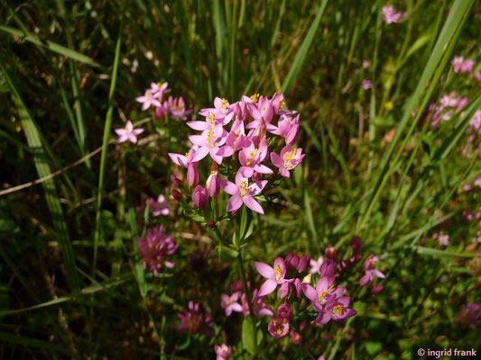 Centaurium erythraea / Echtes Tausendgüldenkraut    (04.07.2017; Altdorfer Wald beim Lochmoos)