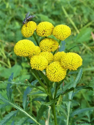 Tanacetum vulgare / Rainfarn    VII-IX