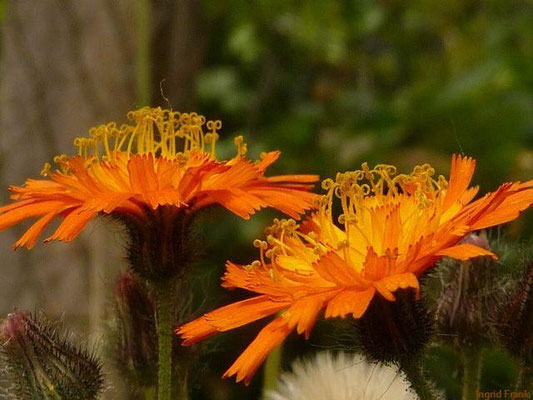 17.06.2012-Hieracium aurantiacum - Orangerotes Habichtskraut