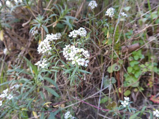 Lobularia canariensis / Kanaren-Silberkraut