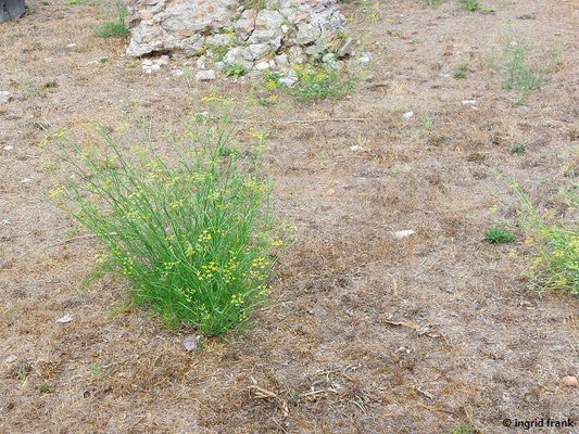 Foeniculum vulgare / Echter Fenchel   (27.08.2024; Rom, Forum Romanum)