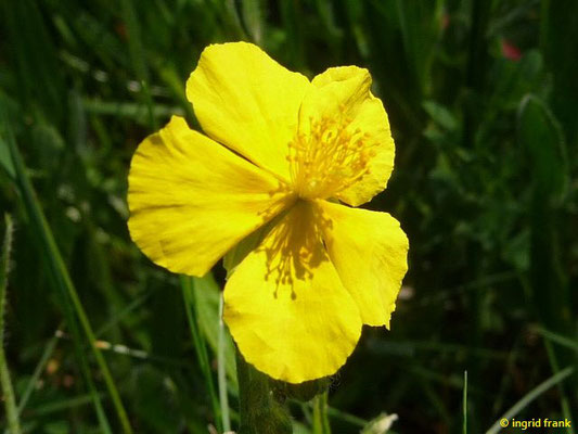 Helianthemum nummularium s.l.   (18.06.2017; Zollernalb  oberhalb von Albstadt-Ebingen)    