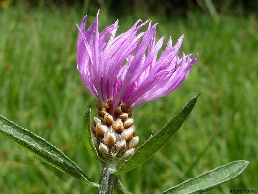 Centaurea jacea - Gewöhnliche Flockenblume