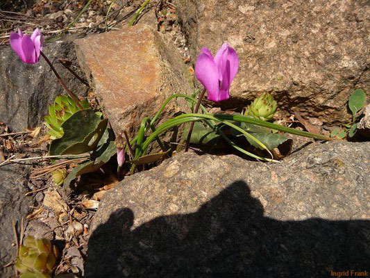 Cyclamen purpurascens / Wildes Alpenveilchen (Botanischer Garten Leipzig)    VII-IX