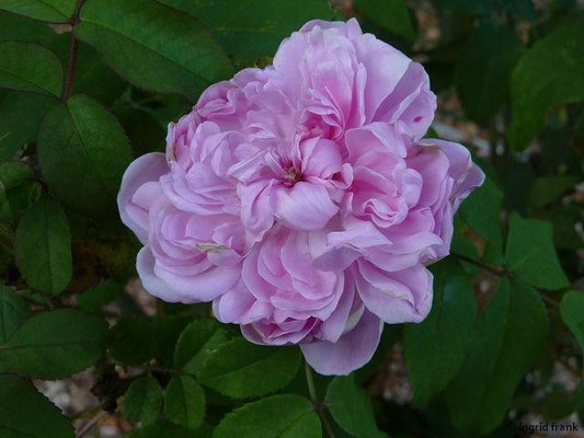 Rosa damascena / Damaszener-Rose, Portland-Rose