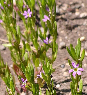 Lythrum hyssopifolia / Ysopblättriger Weiderich  (22.06.2022; Botanischer Garten der Universität Konstanz)