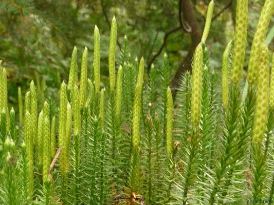 Lycopodium annotinum / Sprossender Bärlapp